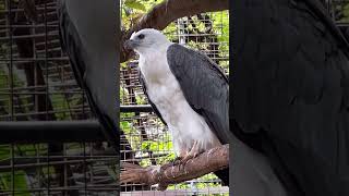 White Bellied Sea Eagle [upl. by Crofton]