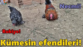 Necmi ve Rukiye İş BaşındaHoroz Kümesini YıktıkSarı Kaçak YakaladıkTekirdağİspençtavukgurk [upl. by Hilario162]