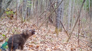 The first howls of a wolf pup in the Northwoods of Minnesota [upl. by Giltzow]