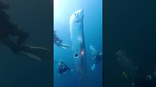 Whats Behind the Mysterious Oarfish Sightings in Taiwan [upl. by Orv634]