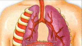 The Respiratory System [upl. by Georges]