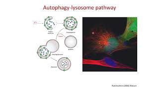 Autophagy and Neurodegeneration Autophagylysosome Pathway in Neurodegenerative Disease [upl. by Jahn]