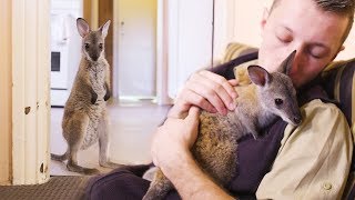 When youre best friends with a baby wallaby [upl. by Anitsuj]