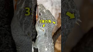 こんなかっこいいドラゴン飼えるって知ってた？🐉 reptiles 爬虫類 アブロニア abronia 爬虫類飼育 [upl. by Akselaw273]