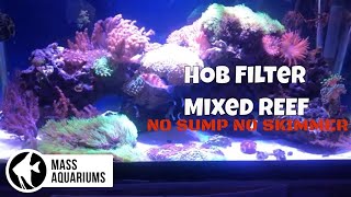 40 Gallon Mixed Reef Tank HOB Filter ONLY NO SUMPNO SKIMMER [upl. by Ycats]