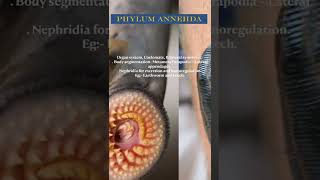 PHYLUM ANNELIDA shorts biology [upl. by Annairt]