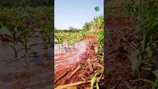 furrow irrigation system youtubeshorts farming irrigation [upl. by Jake]