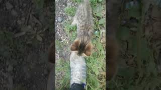 kedi videosu kedi hayvanlar keşfet animals trending [upl. by Anawot680]