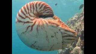 The Chambered Nautilus [upl. by Asseneg572]