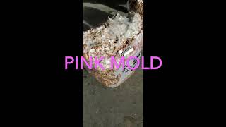 PINK MOLD [upl. by Chappell]