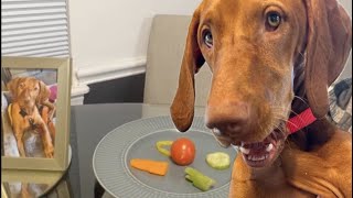 Dog food reviews with Maggie the Vizsla [upl. by Nibor]