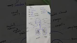 Gaseous exchange in humanAir passagaway part 1  Chapter 10  Biology Class 10 [upl. by Mahla]