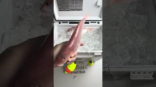 🎣 Kanama Smart Bait Mini Revive dead bait fish [upl. by Peta304]