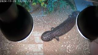 male shingleback skink [upl. by Sirovart]