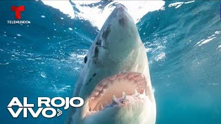 Ataques de tiburones provocan cierre de playas en Florida [upl. by Edylc]