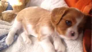 Cavalier King Charles Spaniel Welpen beim Spielen  knapp 6 Wochen alt [upl. by Trebled314]