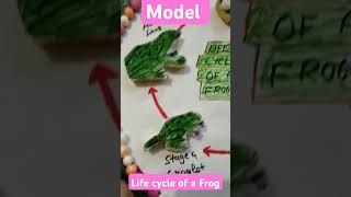 Model Life cycle of a frog youtubeshorts genius [upl. by Nuyh218]