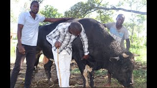 Part 3 Unveiling Bullfighting Legends From Tradition to Today with a Legendary Bullfighter [upl. by Schaaff]