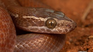 Most Beautiful Snake In South Africa🐍 South African Brown House Snake🎥😊 snake Boaedon capensis [upl. by Frasquito]