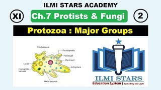 Major Groups of Protozoa Class 11 Biology Chapter 7 Protists and Fungi [upl. by Amaryl991]