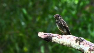 Darksided Flycatcher Juvenile [upl. by Mayworm97]