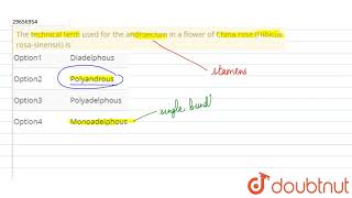 The technical term used for the androecium in a flower of China rose Hibicus rosasinensis is [upl. by Schramke]