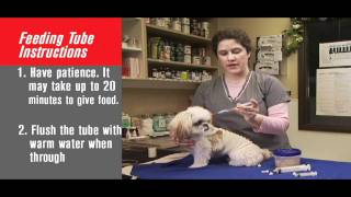 How to Tube Feed Your Pet [upl. by Haneekas]