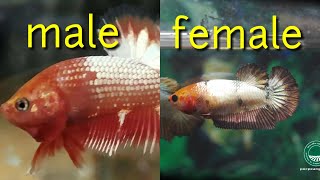 4 How To Distinguish Between Male and Female Betta Fish  VERY EASY [upl. by Rambort278]