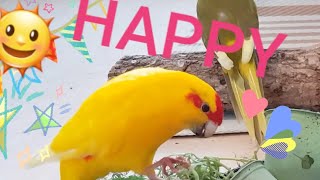 How to make your kakarikis amp budgies HAPPY 🌞☺️ [upl. by Frankie341]