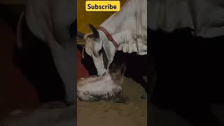 Cow caressing her baby। beautiful tharparakar cow। viral trending cow animals shorts ytshorts [upl. by Hose]