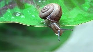 Cute funny snails 1080p [upl. by Leicester]