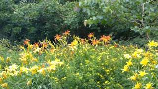 Blühende Blumen und Pflanzen im Botanischer Garten MünchenNymphenburg Teil 2 [upl. by Brigitta]