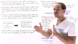 Synthesis of Glycogen [upl. by Chitkara382]