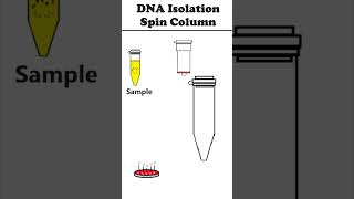 DNA Isolation Spin Column Method animation [upl. by Nodyl]