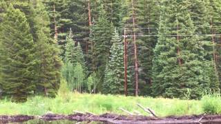 Deer near mountain lion in Keystone [upl. by Atinoj798]