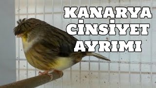 Hobihanem  Kanaryalarda Cinsiyet Ayrımı [upl. by Enair]