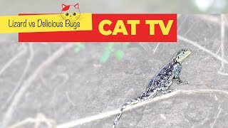 LIZARD LOOKING FOR BUGS 🦎 CAT TV [upl. by Collin]