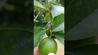 Agricultural Pest Scale Insects Saissetia coffeae 農業害蟲：咖啡硬介殼蟲 [upl. by Nesyla]