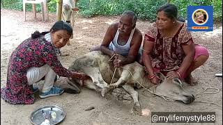 Bull Castration  Castration of Bull  Puspalata Das [upl. by Israel]