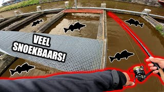 VEEL SNOEKBAARS VANGEN OP NIEUWE STEKKEN ft ​⁠SavageRob [upl. by Elrahc]