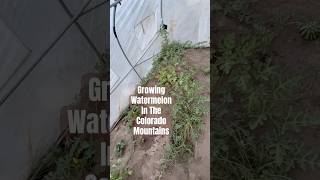 Today on the Homestead Watermelon Vines Taking Over the Greenhouse  Growing in Colorado Shorts [upl. by Bello680]