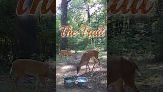 The Trail deer nature wildlife entertainment [upl. by Kcirrag]