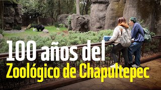 100 años del zoologico de Chapultepec un espacio de conservación de especies y reacreación [upl. by Divd]