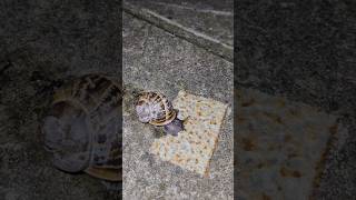 Garden Snail Eating Some Crepe Time Lapse 🐌 [upl. by Aymer]