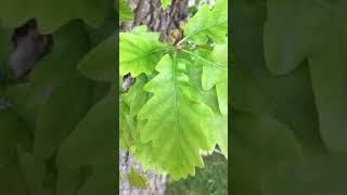 Sessile oak Quercus petraea  leaves close up  May 2018 [upl. by Bachman477]