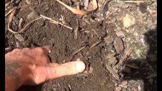 Wood Chip Gardening Soil Condition [upl. by Stolzer139]