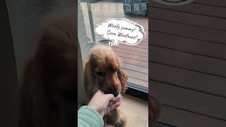 🐶 Dog tastes sweets of 1 December 2022 🎄 Dog Advent Calendar 🎅 Show English Cocker Spaniel  Robby 🧡 [upl. by Aztinaj858]