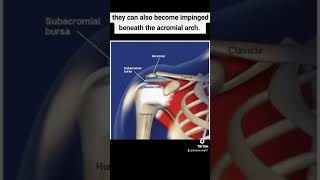 Subacromial bursitismedical medicines medicalstudent medicaleducation definition physiotherapy [upl. by Lytsirhc]