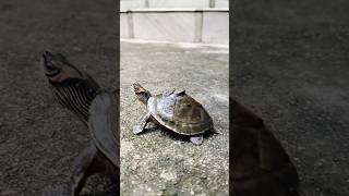 Walking Time । tortoise turtle turtlelover turtles hunting shortsfeed shorts [upl. by Anson]