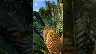 The MOST INSANE Cycad Seed Cones Youve Never Seen [upl. by Hareenum209]